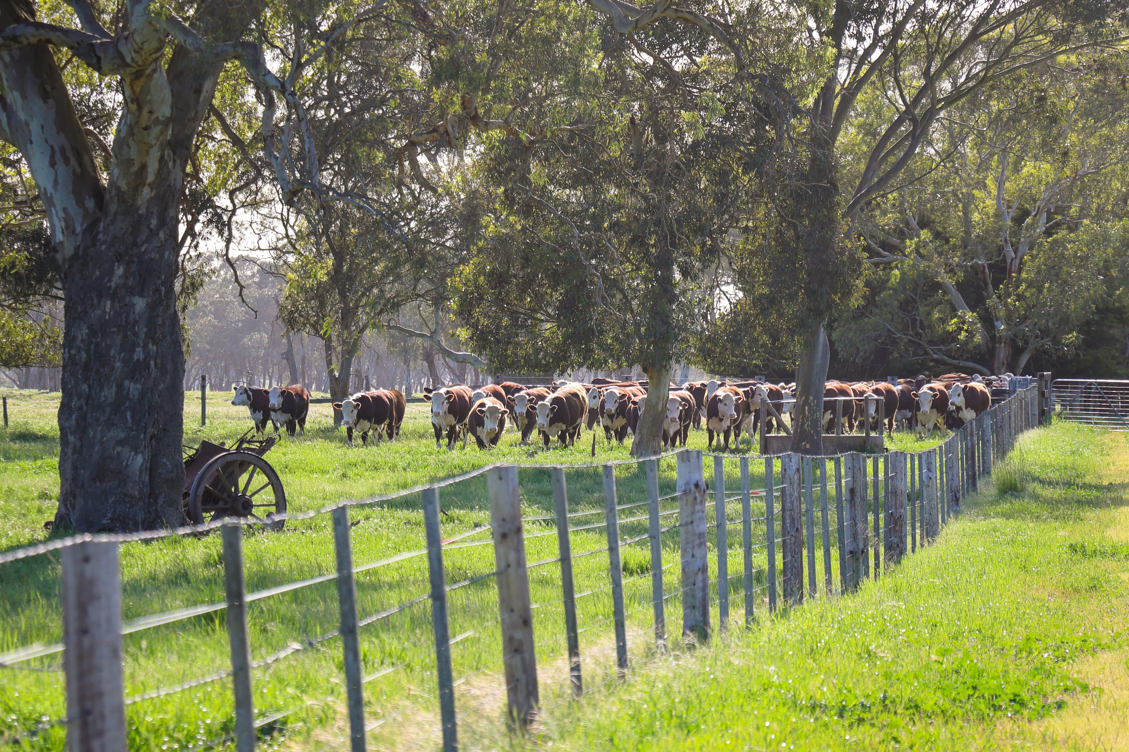 Ardno Hereford herd, OB Flat SA