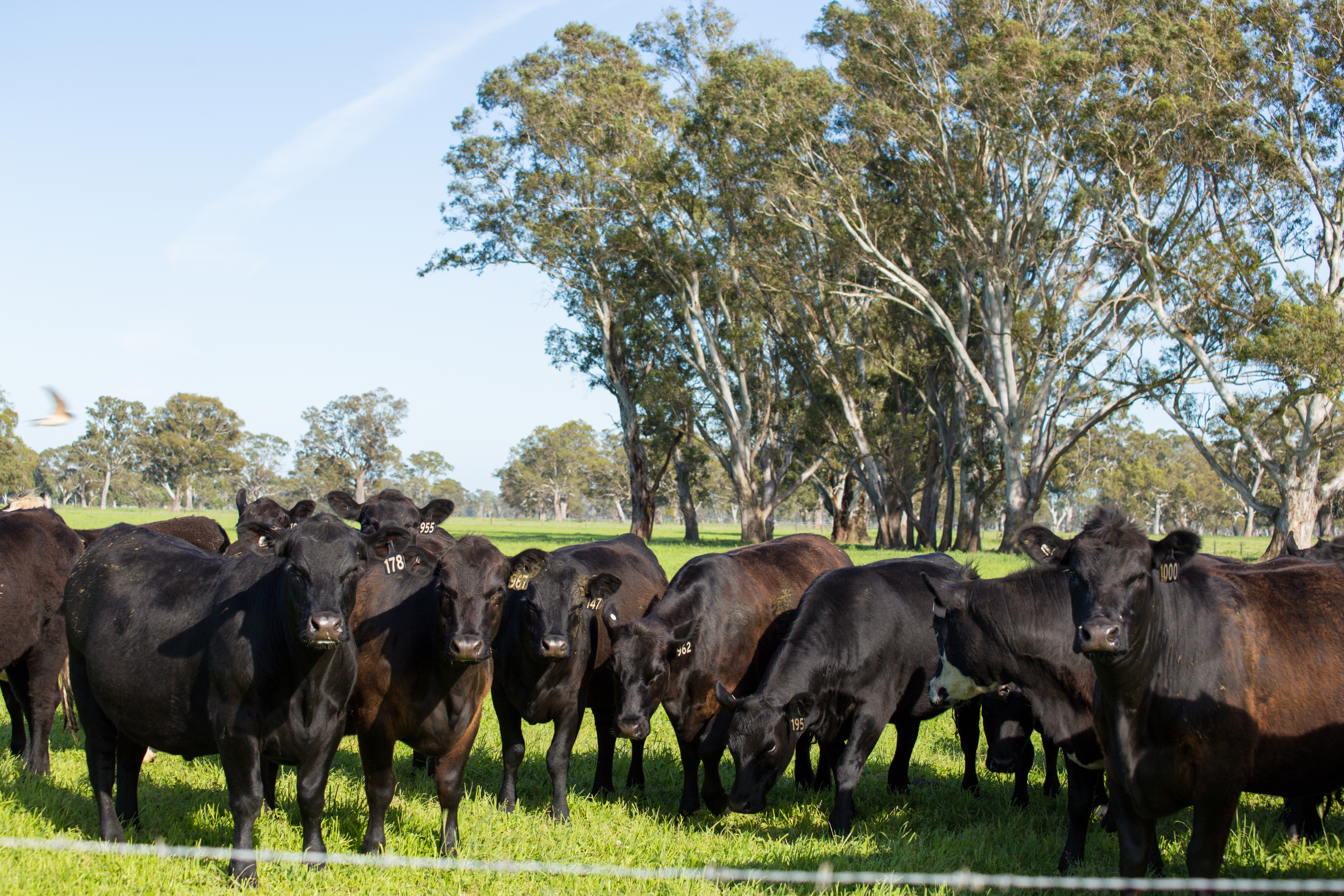 Ardno Angus heifers